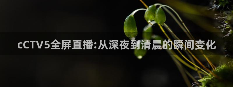 雨燕直播体育在线观看免费：cCTV5全屏直播:从深夜到清晨的瞬间变化
